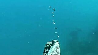 Sleeping Turtle