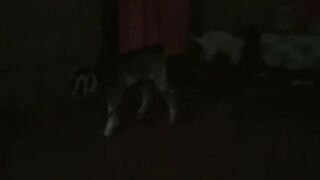 WAG NYO AWAYIN YUNG PUSA ????????????watch till the end.