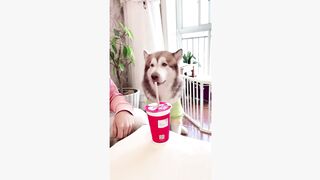 #dogsoftiktok #funnyvideo #foryourpage #funny