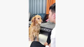 #dogsoftiktok #funnyvideo #foryourpage #funny