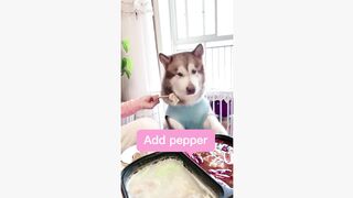 #dogsoftiktok #funnyvideo #foryourpage #funny
