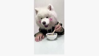 #dogsoftiktok #funnyvideo #foryourpage #funny
