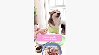 #dogsoftiktok #funnyvideo #foryourpage #funny