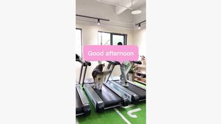 #dogsoftiktok #funnyvideo #foryourpage #funny