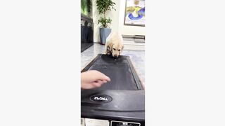 #dogsoftiktok #funnyvideo #foryourpage #funny