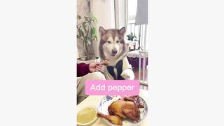 #dogsoftiktok #funnyvideo #foryourpage #funny