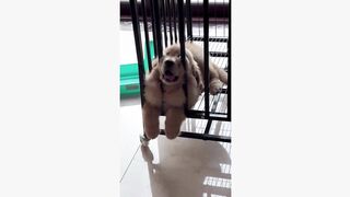 #dogsoftiktok #funnyvideo #foryourpage #funny