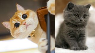 Funny Cute Cats Ever