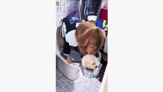 #dogsoftiktok #funnyvideo #foryourpage #funny