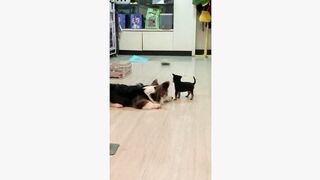 #dogsoftiktok #funnyvideo #foryourpage #funny