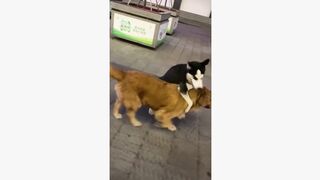 #dogsoftiktok #funnyvideo #foryourpage #funny