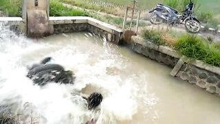 The top ten funny video viral..nasib si bisu..