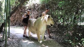 WORLDS LARGEST BIG CAT.mp4