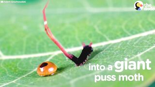 Watch this caterpillar turn into a puss moth