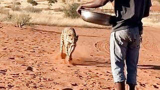 Guepardo Força Bruta #shorts.mp4