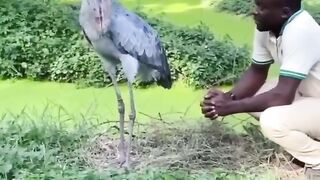 Shoebill - Pássaro Exótico.mp4