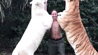 Between TWO TIGERS ????#shorts #youtubeshorts.mp4