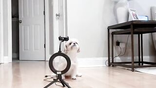 Funny dog