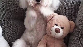 Funny dog