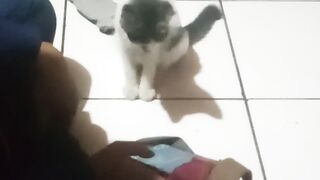 cat playing cell phone