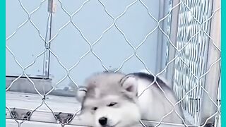 Funny dog Pets & Animals