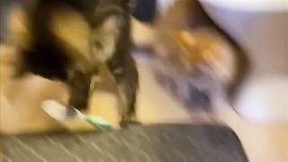 fanny cats fanny cats 2