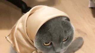 fanny cats fanny cats 3