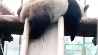 funny panda 5