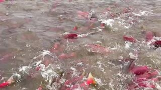 Fish... 2