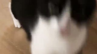 Les chat