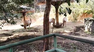 wild Animals