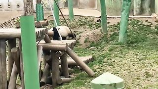funny panda 6