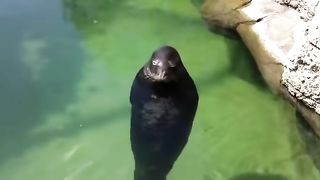 Classic meme #14 relaxed sea hound