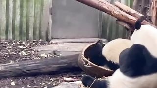 funny panda 7