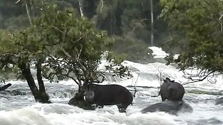 PARAÍSO EM APUÍ AMAZONAS A LINDA CACHOEIRA DE MONTE CRISTO 8