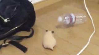 Classic meme #20 hamster plays with bottle