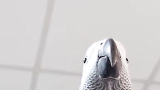 Classic meme #21 Bird imitates samsung notification