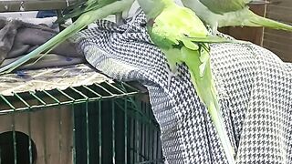 Parrot ???? 2