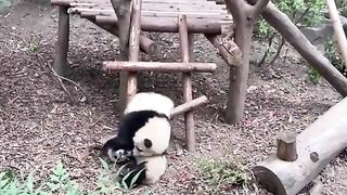 funny panda 8