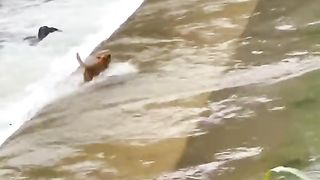 Dog crossing water | can we walk together | funny clips