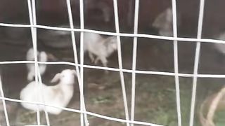 Beautiful goats 4