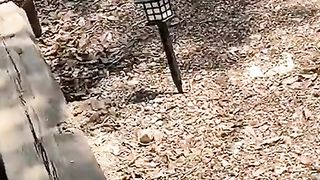 Funny | The Hilarious Start of the Bird Liberation | FunFM