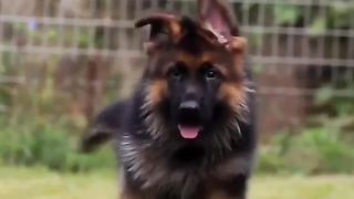 This beautiful puppy will become HUGE; look at those legs :)