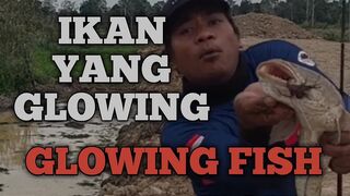 IKAN YANG GLOWING (GLOWING FISH)