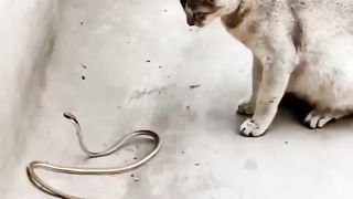 Cate and snack fight????