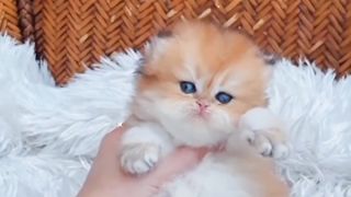 lovely cat -Cute Cat : beautiful cat