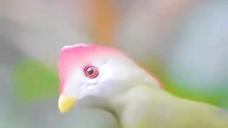 BEAUTIFUL BIRTS 2