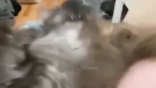 Funny animals, cat and dog