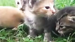 kittens gather