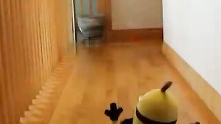 minion dog